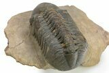 Detailed Reedops Trilobite - Atchana, Morocco #312800-3